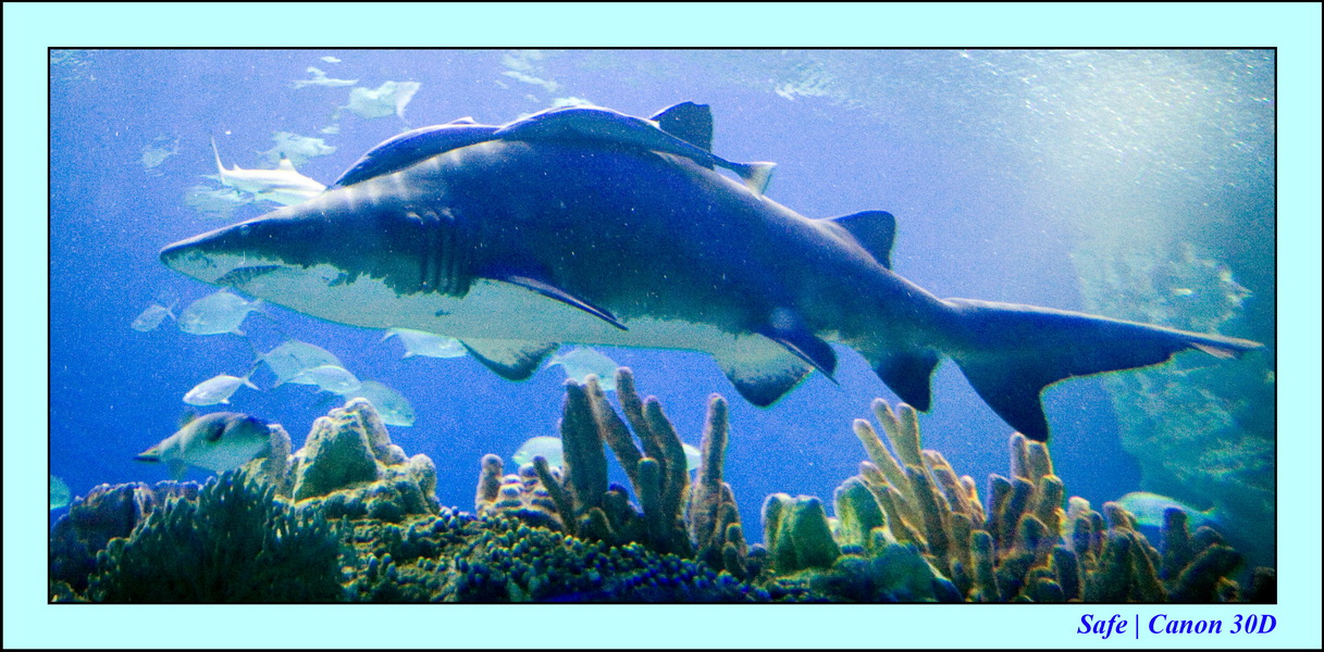 2006 - 07 - Kuala lumpur -  Aquarium 27